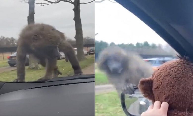 Real monkey ran away after seeing 'Teddy Bear Monkey', funny video went  viral | India Rag
