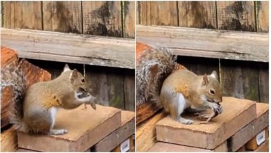 Photo of Shocking Video: Squirrel ate a lizard alive, you might not have seen such a sight before!