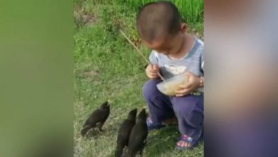 Photo of Small child fed three birds with his own hands, people told him the form of God