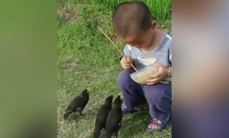 Small child fed three birds with his own hands, people told him the form of God