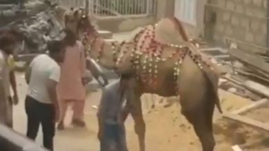Photo of The boy immediately got the ‘fruits of deeds’ from the animal, watching the video, people wrote – this is called karma
