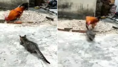 Photo of The cat attacked the chicken, but the bet was reversed, you will be left laughing after watching the video