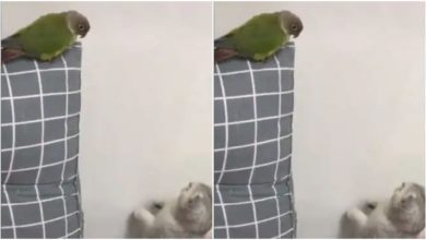 Photo of The cat was going to scare the parrot, then seeing what happened, you will be left laughing, watch funny Viral Video