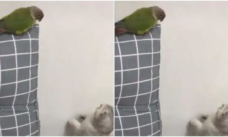 The cat was going to scare the parrot, then seeing what happened, you will be left laughing, watch funny Viral Video