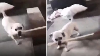 Photo of The dog thrashed the girl fiercely with a stick, the video shocking social media users