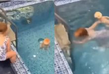Photo of The girl jumped into the swimming pool to save the doll, people reacted after watching the video