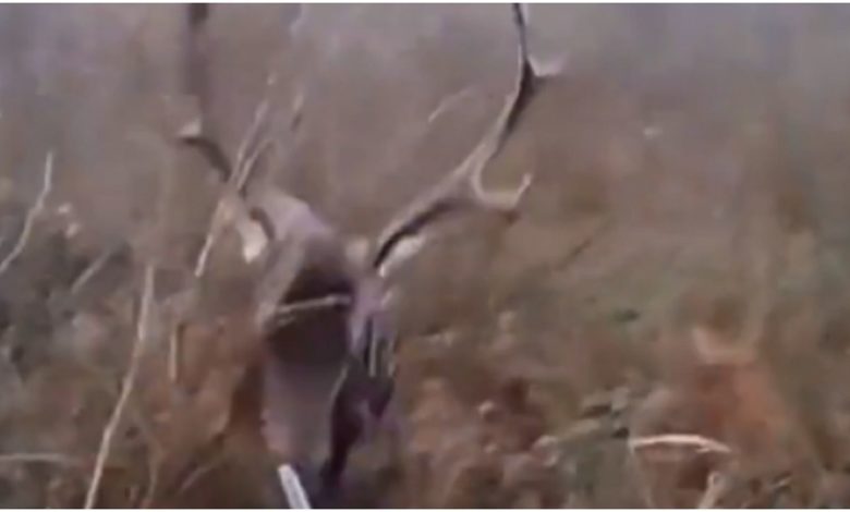 The hunter wanted to hunt the reindeer, then seeing what happened, people said -