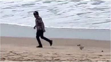 Photo of The little dog had a lot of fun with his owner on the seashore, watching the video, people said- So Cute