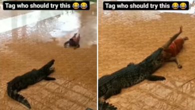 Photo of The man did amazing stunts with a crocodile, the viral video will give goosebumps