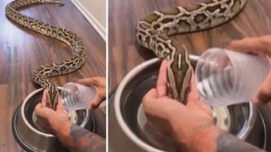 Photo of The man gave water to the giant snake with his chullu, you will be surprised to see the viral video