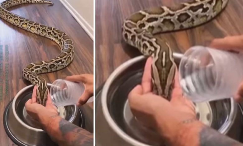 The man gave water to the giant snake with his chullu, you will be surprised to see the viral video