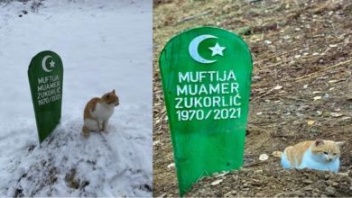 Photo of The owner died two months ago, the cat still sits on his grave