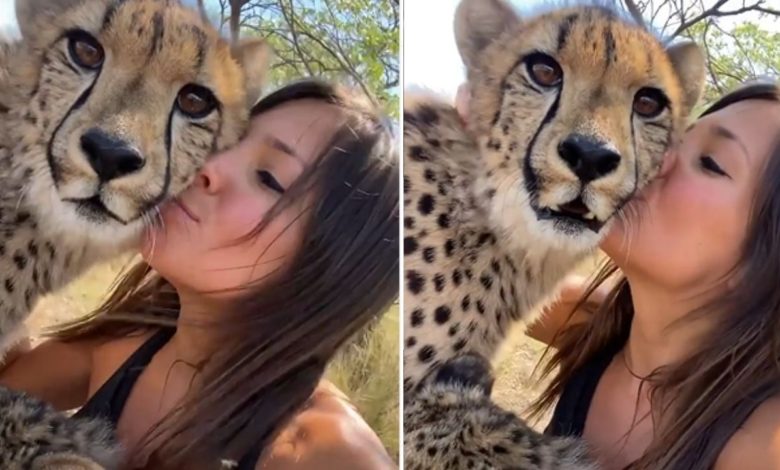 The video of the girl kissing the dreaded cheetah went viral, people screamed after seeing it!