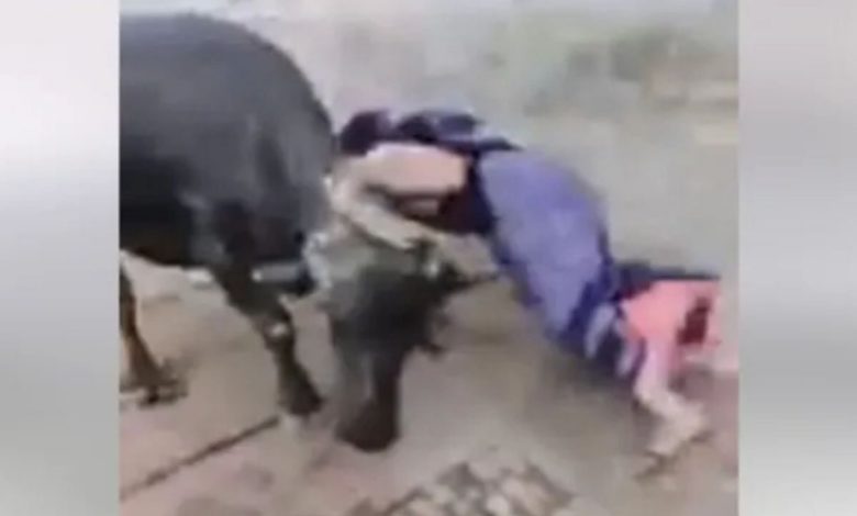 The woman was having fun with the buffalo, then after some time she jumped and fell on the other side