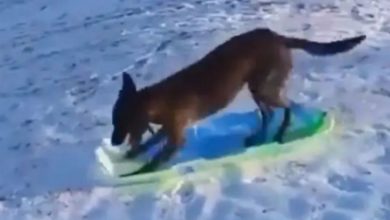 Photo of This dog skating himself on ice, the video is winning the hearts of social media users