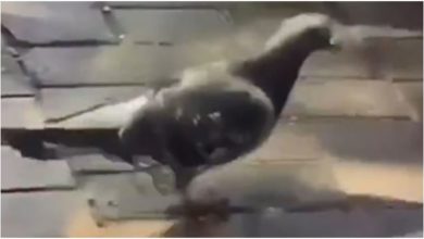 Photo of This pigeon moonwalks like Michael Jackson, see the funny style of the bird in the viral video