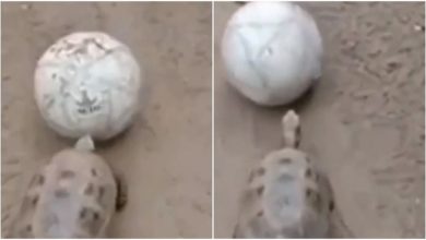 Photo of Turtle was seen playing football like a child in the field, watching the viral video became the day of the people