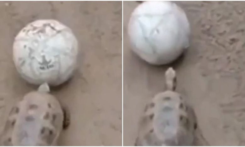Turtle was seen playing football like a child in the field, watching the viral video became the day of the people