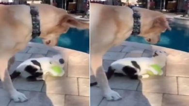 Photo of VIDEO: The dog was trying to snatch the ball from the cat, then see what happened