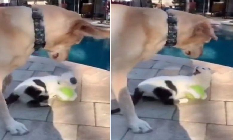 VIDEO: The dog was trying to snatch the ball from the cat, then see what happened