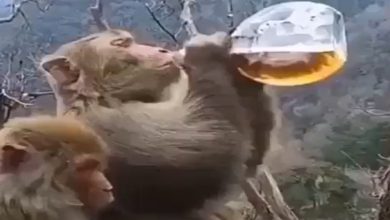 Photo of VIDEO: The monkey got drunk after drinking alcohol, lifting his legs and walking on his hands, people said – ‘Mars in the forest’