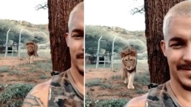 Photo of Video: Babbar lion was seen in the mood to attack the person, but will be stunned to see what happened the next moment