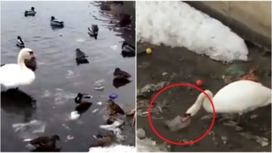 Photo of Viral: A swan was seen removing plastic from the river, watching the video, people said – when will our eyes open after all?