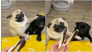 Photo of Viral: Doggies were seen pushing each other for candy, people made funny comments after watching the video