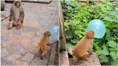 Photo of Viral: Monkey was seen having fun with balloons, people remembered their childhood after watching the video