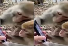 Photo of Viral: Seeing the phone, the monkeys gave a wonderful reaction, people laughed after watching the video