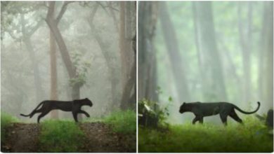 Photo of Viral: The picture of Black Panther went viral on social media, people remembered Mowgli’s friend!