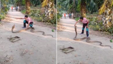 Photo of Viral Video: A man was seen holding the cobra with his hands, people are surprised to see the video
