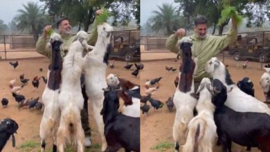 Photo of Viral Video: Akshay Kumar fed grass to animals, shared the video and wrote – Getting a lot of happiness