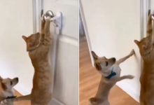 Photo of Viral Video: Cat robbed with dog, finally the cat succeeded