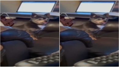 Photo of Viral Video: Kookdooku started doggy out of fear, you will also be surprised to see the video