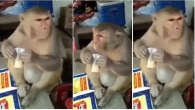 Photo of Viral Video: Monkey was seen sipping on a tea stall, people were surprised to see the style
