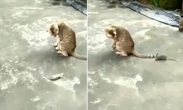 Viral: When the mouse suddenly started killing Gulati in front of the cat, hardly seen such a funny video