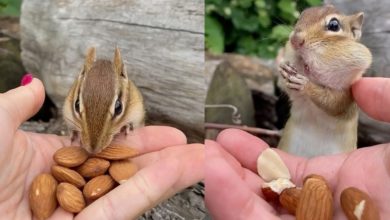 Photo of Viral: You will be stunned to see this video of squirrel, then you will say – it turned out to be very obedient