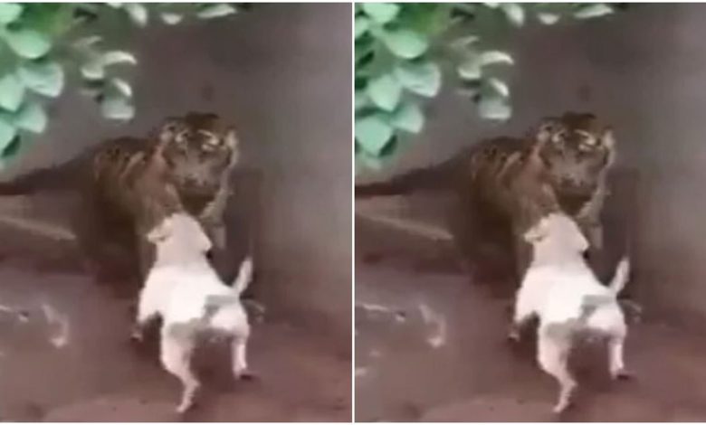 Viral video: Dog was messing with Tiger without any means, got to know in few seconds the price of flour and pulses