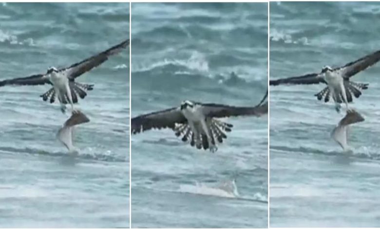 Viral video: The eagle hunted the fish by entering the water, but all the hard work wasted due to one mistake