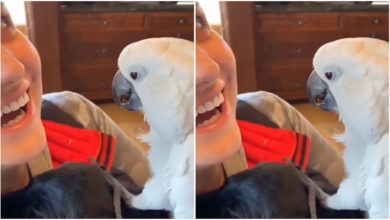 Photo of Viral video: The heart of the parrot came on the dog, said in a cute way in front of the mistress – ‘I LOVE YOU’