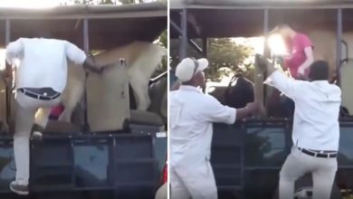 Photo of When Babbar lion entered the car during jungle safari, see what happened in the video