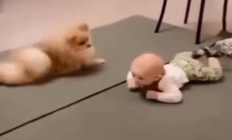 When the little dog started to play like a small child, watching the video would be laughing and laughing