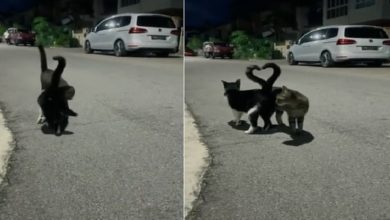 Photo of When two cats combined their tails to form a ‘heart’ shape, you too would be surprised to see the video