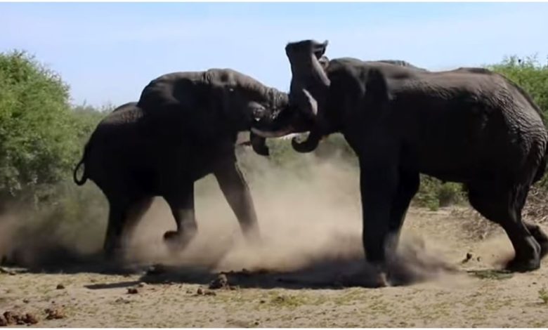 A tremendous fight took place between two elephants, see who won and whose air became tight in the video