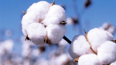 Photo of Cotton Association reduced the estimate of cotton production for this year, also estimated reduction in consumption