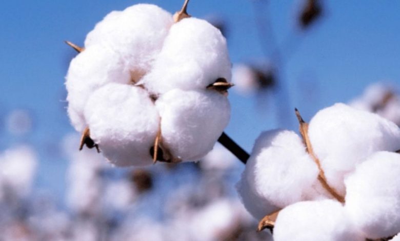 Cotton Association reduced the estimate of cotton production for this year, also estimated reduction in consumption