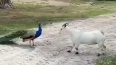 Photo of Have you ever seen such a funny fight between a goat and a peacock?  funny video going viral