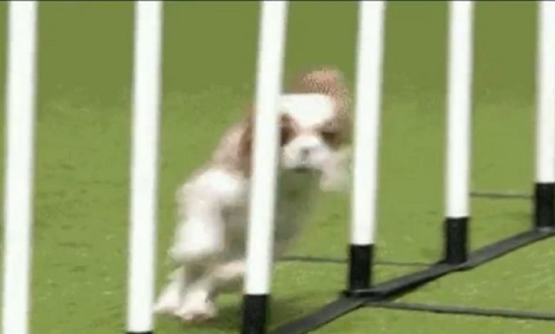Have you ever seen such tremendous training of a dog?  Funny and amazing this viral video