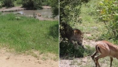 Photo of Leopard hunted by deer after being saved from crocodile, watch this shocking video